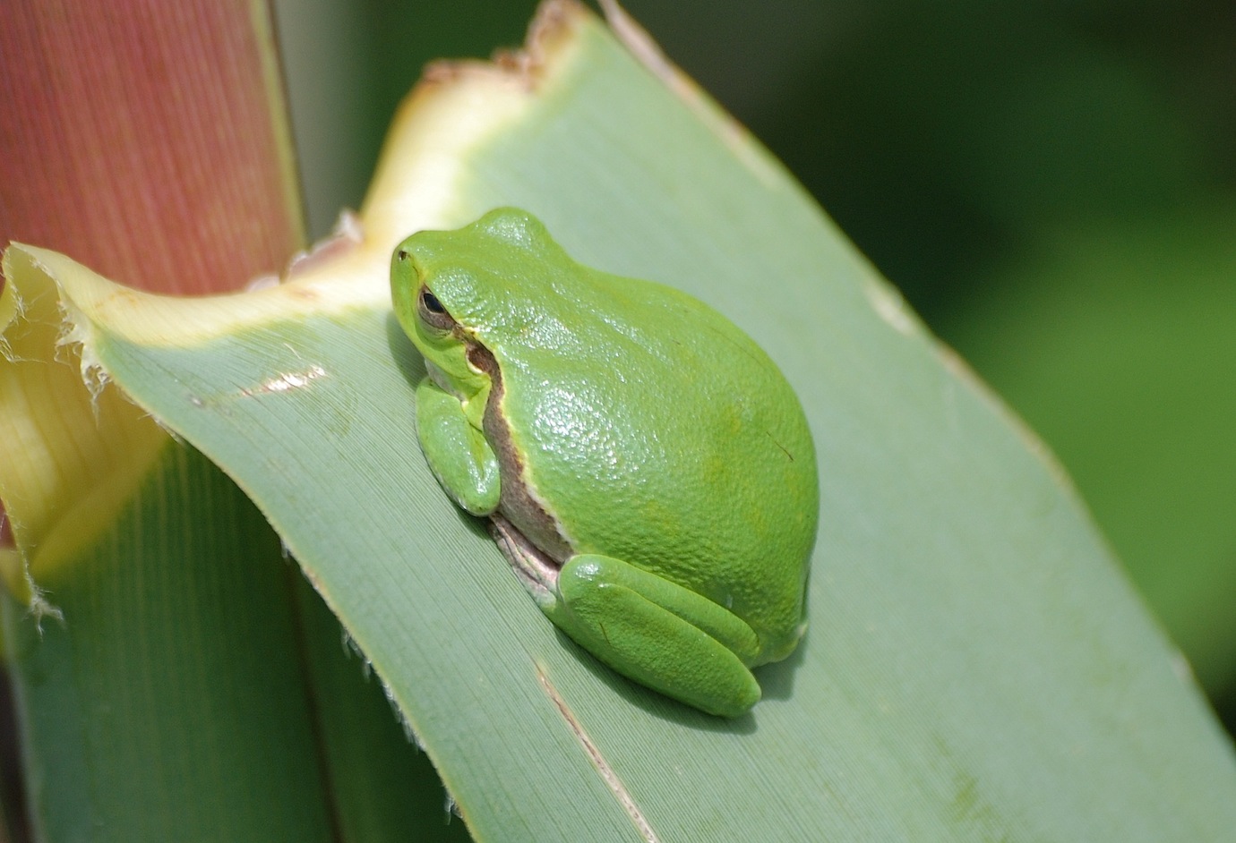 Identificazione 1 - Hyla sarda